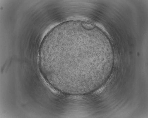 X0000066971040200604211901