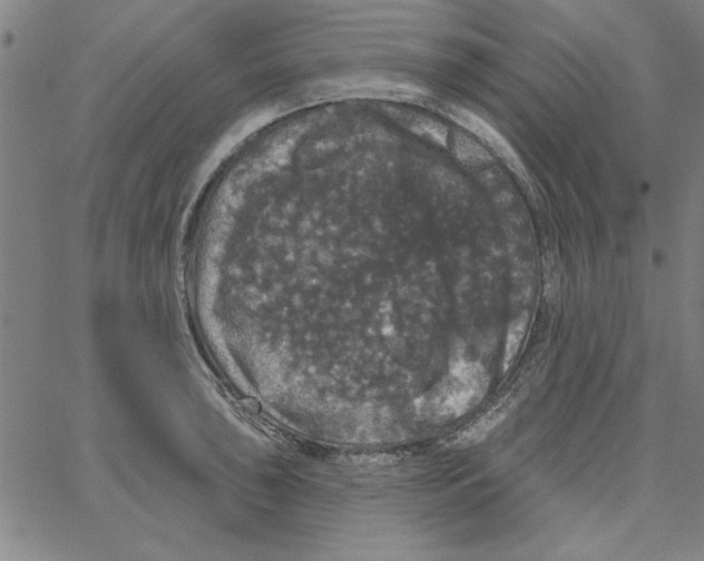 X0000066971043200604211901