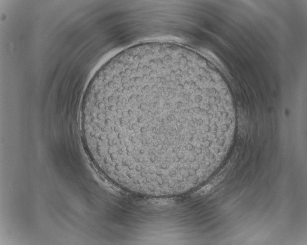 X0000066971044200604211901