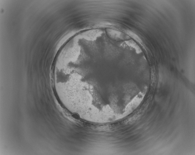 X0000066971047200604211901