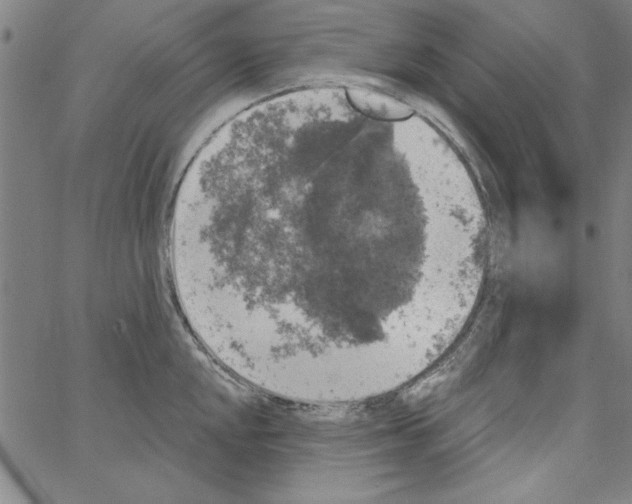 X0000066971048200604211901