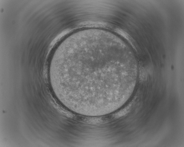 X0000066971074200604211900