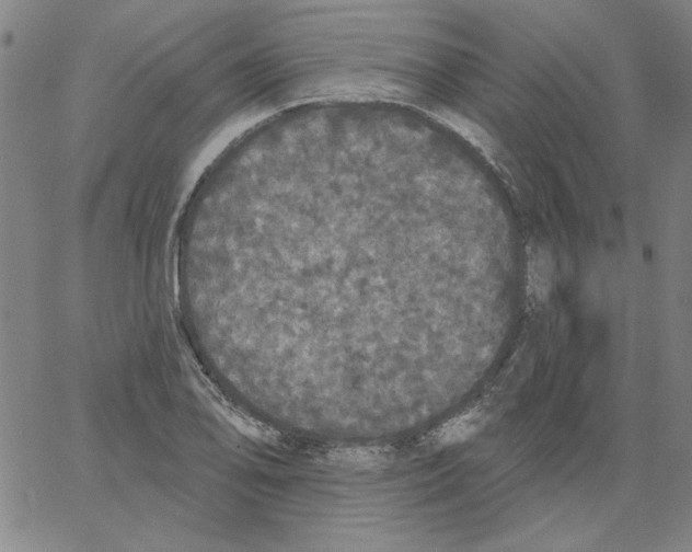 X0000066971078200604211900