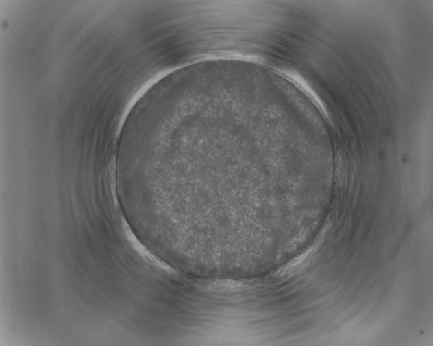 X0000066971100200604211900