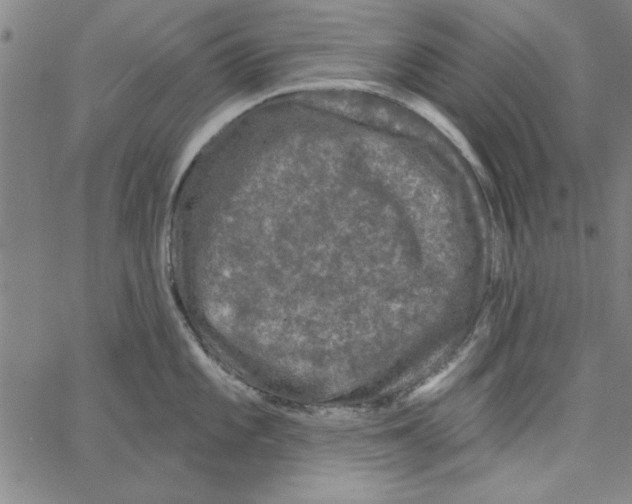 X0000066971101200604211900