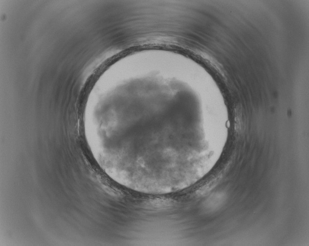 X0000066971117200604211859