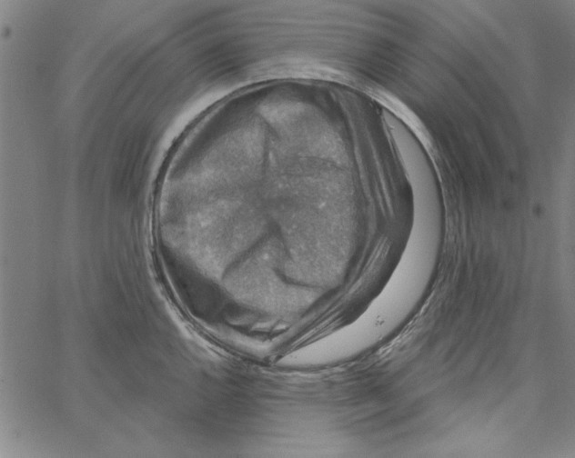 X0000066971144200604211900