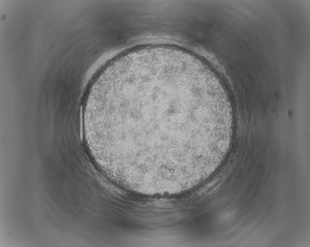 X0000066971175200604211859