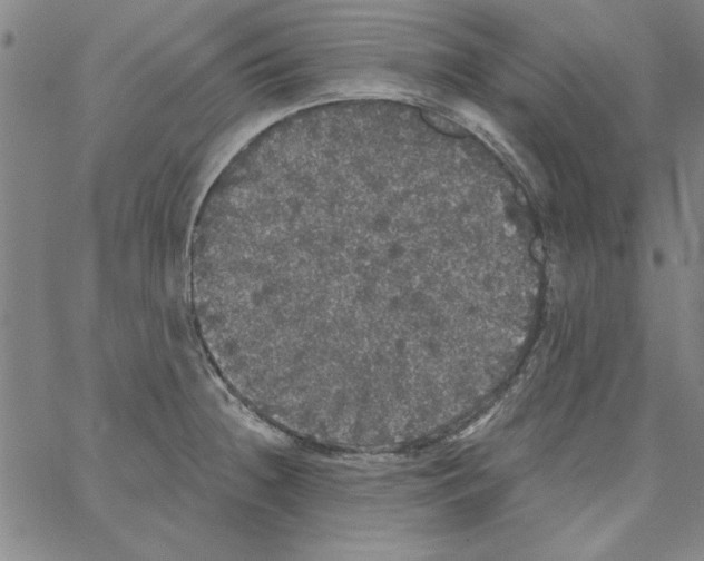 X0000066971236200604211858