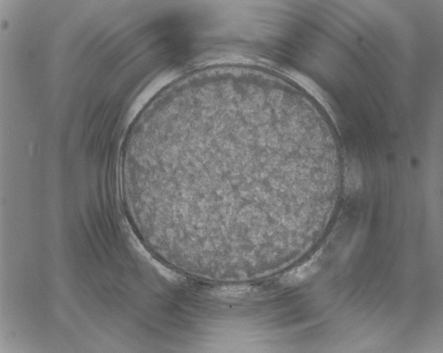 X0000066971290200604211857