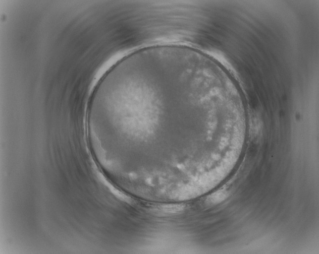 X0000066971294200604211857