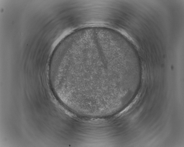 X0000066971325200604211857