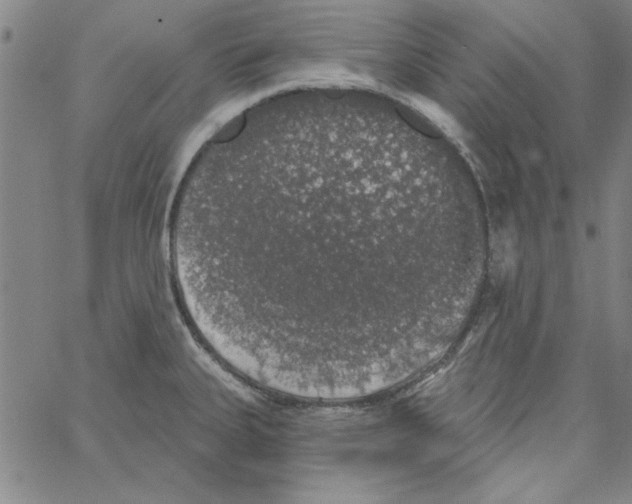 X0000066971335200604211857