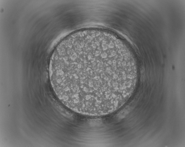 X0000066971363200604211856