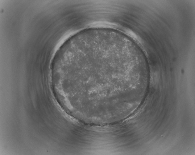 X0000066971376200604211855