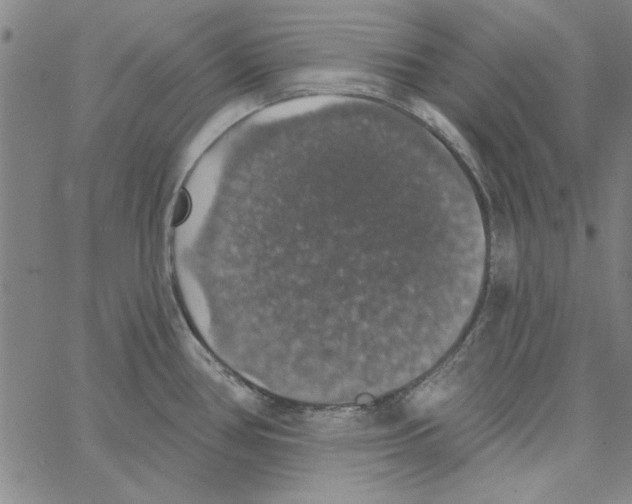 X0000066971386200604211855