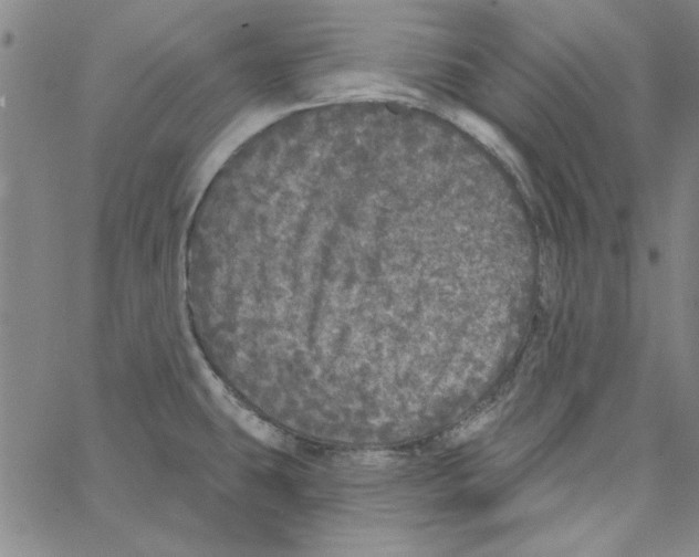 X0000066971431200604211855