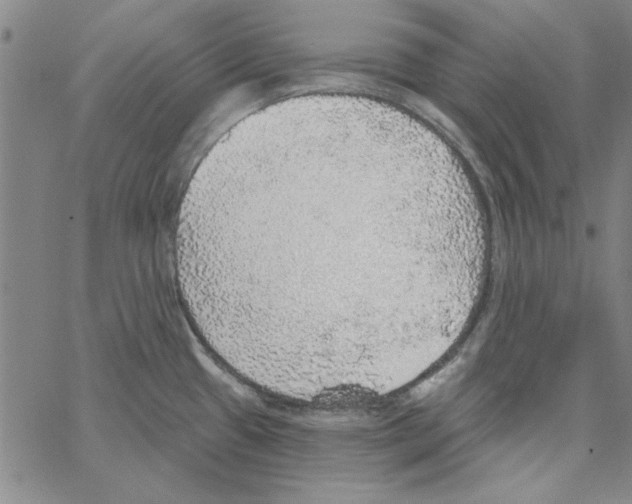 X0000066971433200604211855