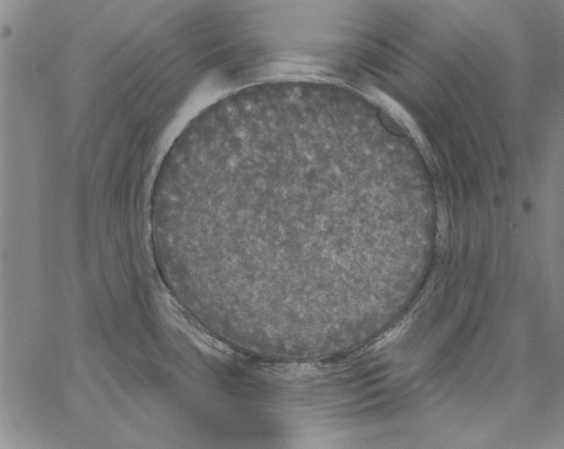 X0000066971435200604211855