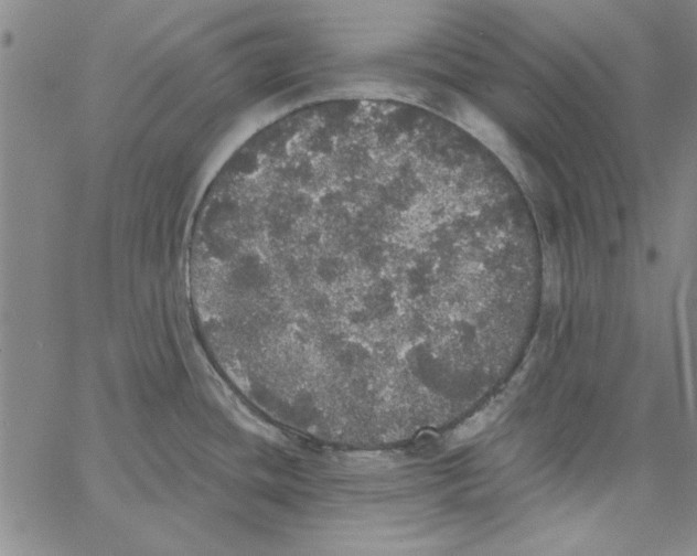 X0000066971436200604211855