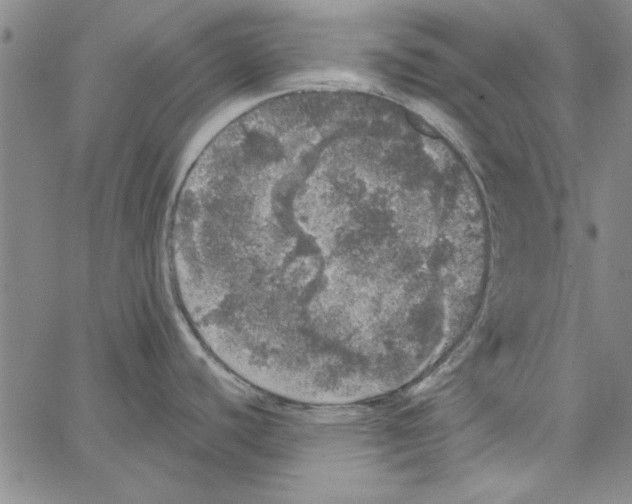 X0000066971440200604211855