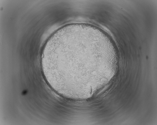 X0000066971464200604211854