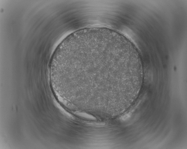 X0000066971476200604211854