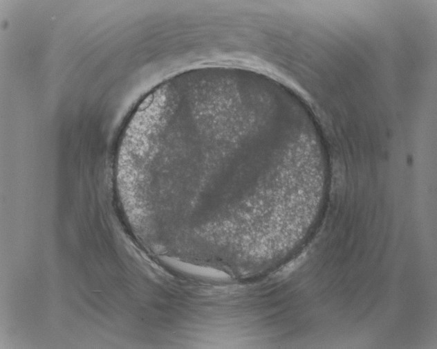 X0000066971506200604211853