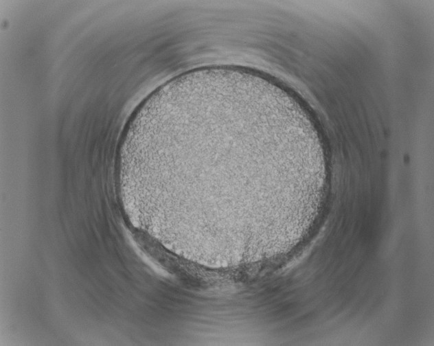 X0000066971513200604211853