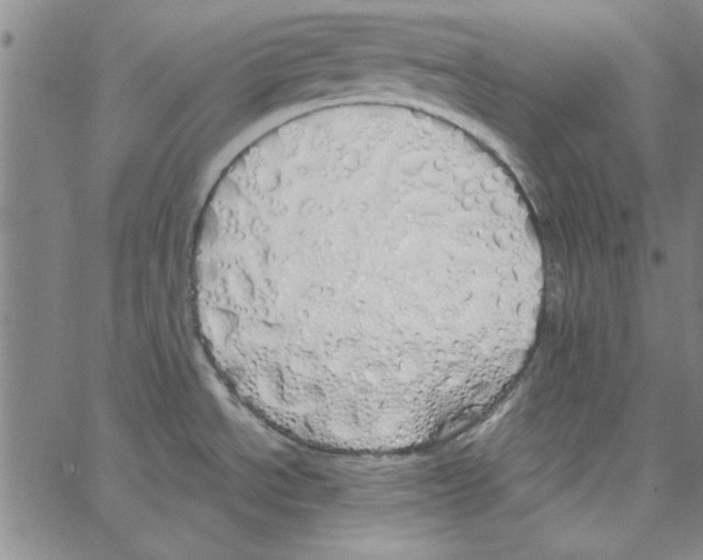 X0000066971534200604211854