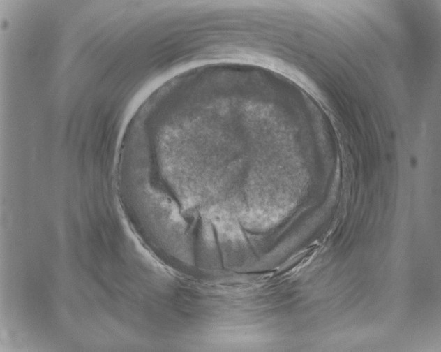 X0000066971536200604211854