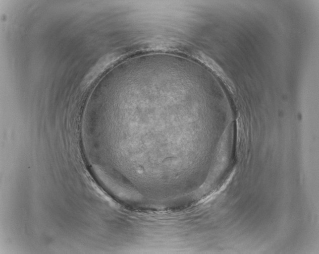 X0000066980577200603271236