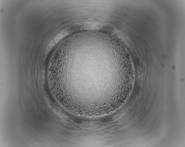 X0000066980679200603271234