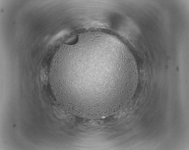 X0000066981063200603271228