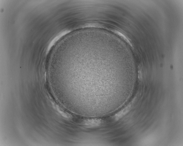 X0000066981117200603271226