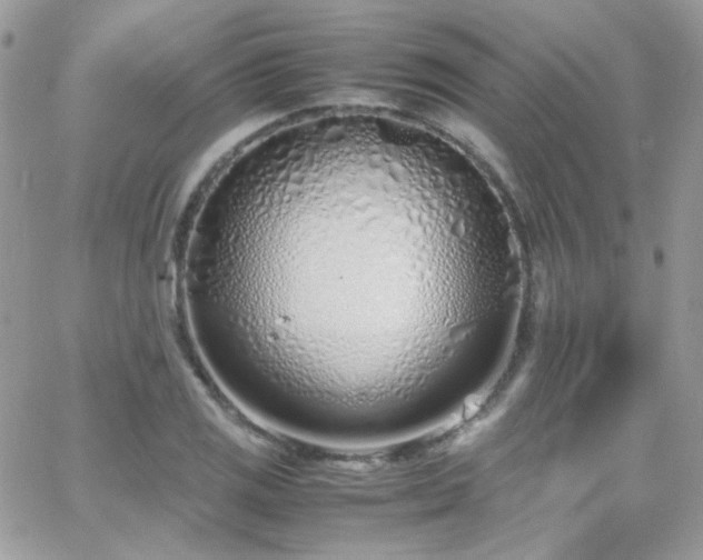 X0000066981125200603271227