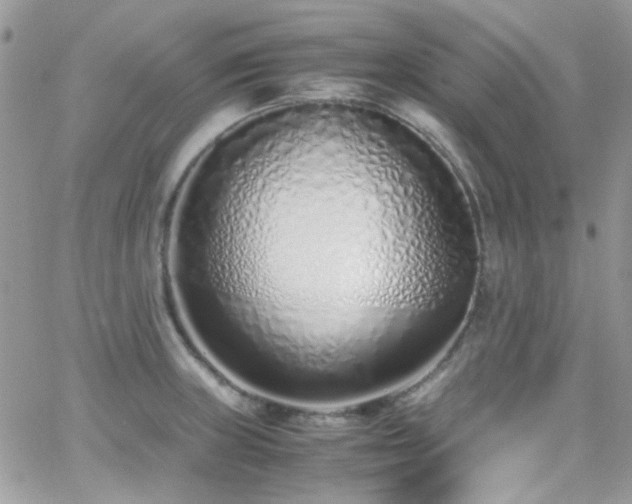 X0000066981235200603271225