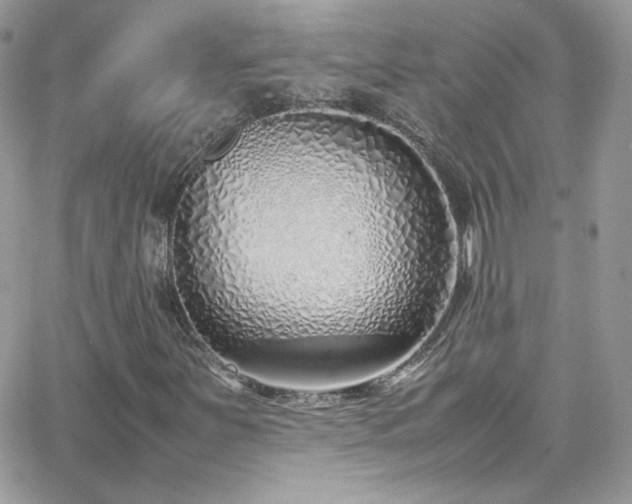 X0000066981251200603271225