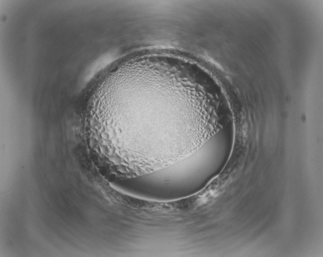 X0000066981255200603271224