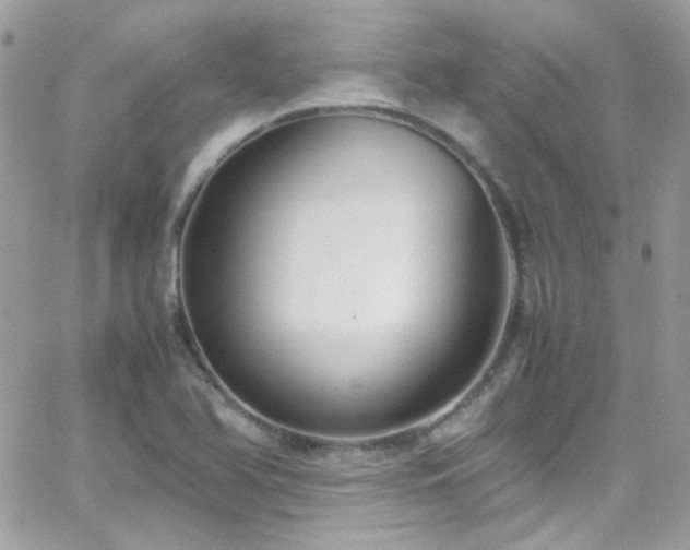 X0000066981366200603271223