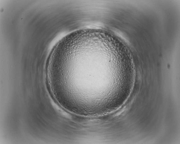 X0000066981471200603271221