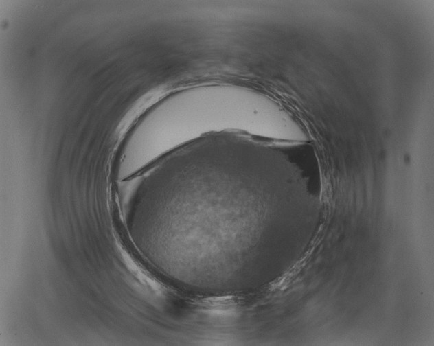 X0000066980054200603311534