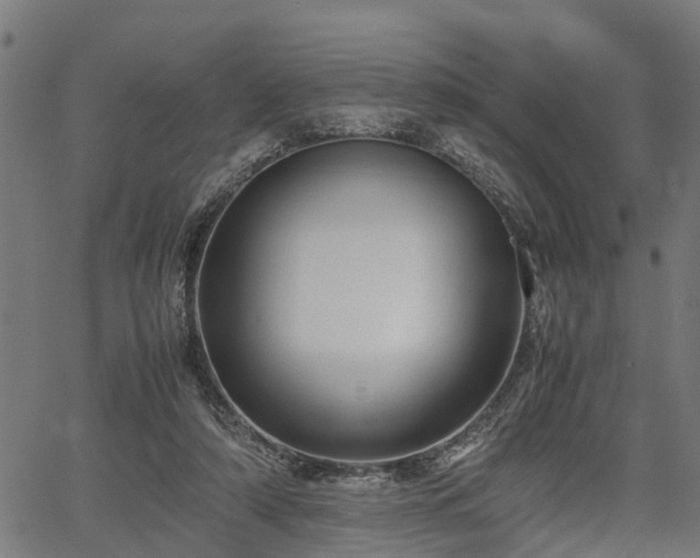 X0000066980306200603311531