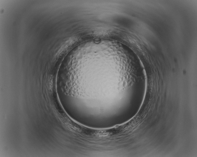 X0000066980495200603311528
