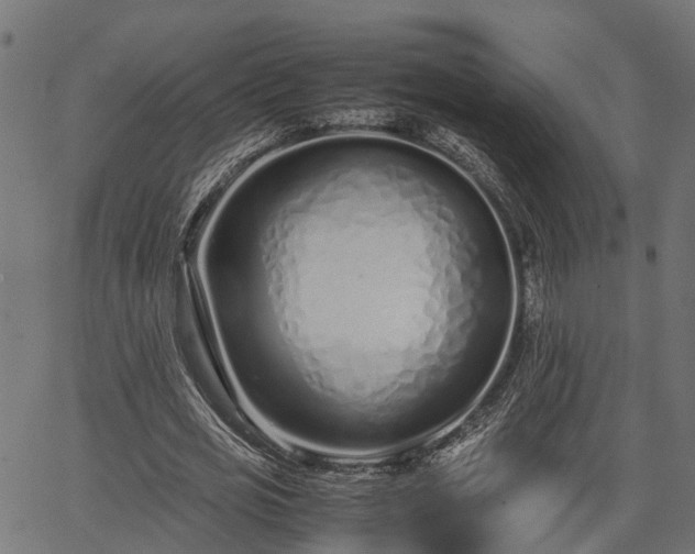 X0000066980725200603311523