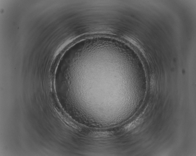 X0000066980925200603311520