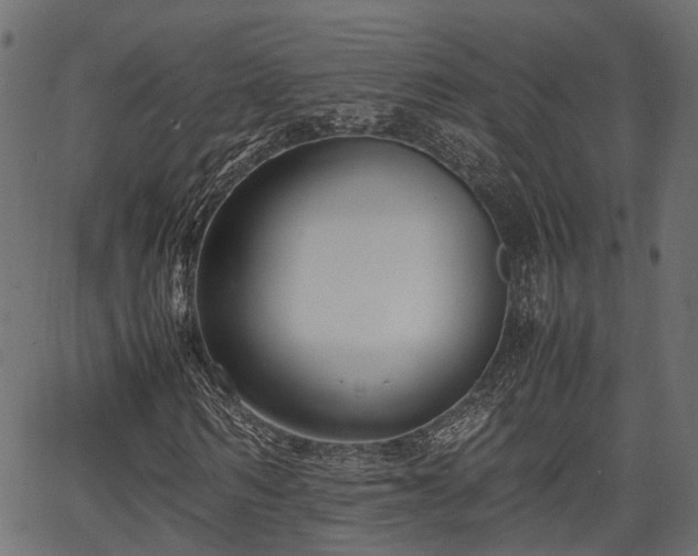 X0000066980962200603311520