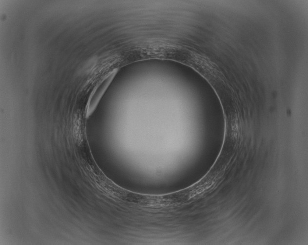 X0000066981060200603311519