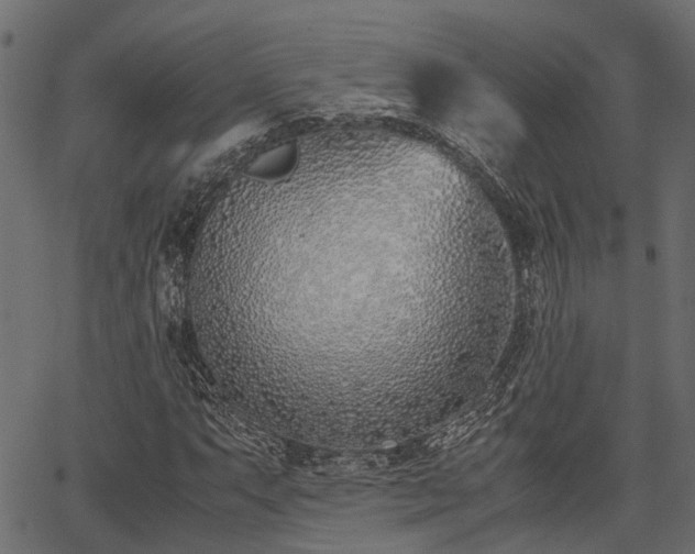 X0000066981063200603311519