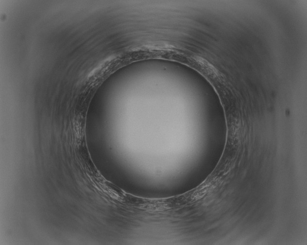 X0000066981110200603311517